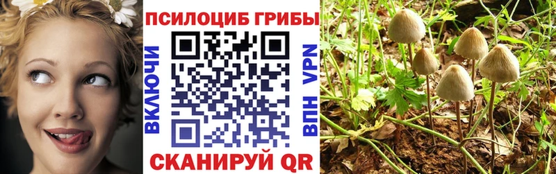 Галлюциногенные грибы Psilocybine cubensis KRAKEN ссылки Алексин